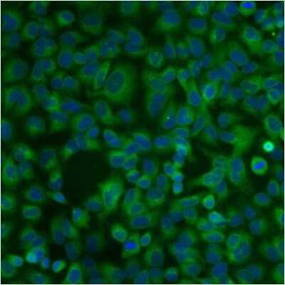 Immunocytochemistry/ Immunofluorescence: Protein Disulfide Isomerase/P4HB Antibody (RL90) [NB300-517]