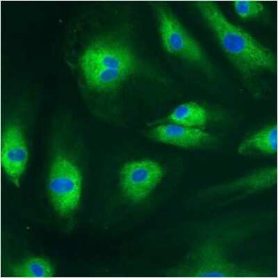 Immunocytochemistry/ Immunofluorescence: Protein Disulfide Isomerase/P4HB Antibody (RL90) [NB300-517]