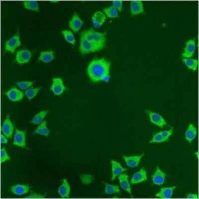 Immunocytochemistry/ Immunofluorescence: Protein Disulfide Isomerase/P4HB Antibody (RL90) [NB300-517]