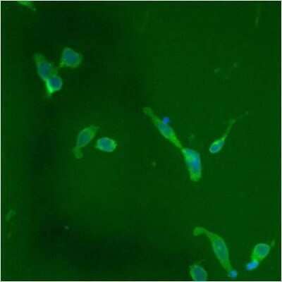 Immunocytochemistry/ Immunofluorescence: Protein Disulfide Isomerase/P4HB Antibody (RL90) [NB300-517]