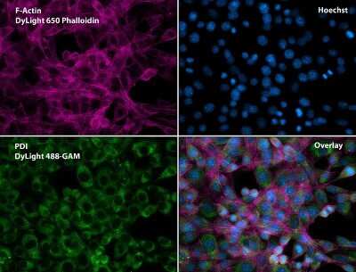 Immunocytochemistry/ Immunofluorescence: Protein Disulfide Isomerase/P4HB Antibody (RL90) [NB300-517]