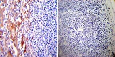 Immunohistochemistry-Paraffin: Protein Disulfide Isomerase/P4HB Antibody (RL90) [NB300-517]