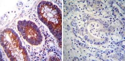 Immunohistochemistry-Paraffin: Protein Disulfide Isomerase/P4HB Antibody (RL90) [NB300-517]