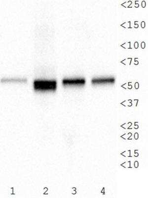 Western Blot: Protein Disulfide Isomerase/P4HB Antibody (RL90) [NB300-517]