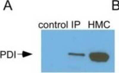 Western Blot: Protein Disulfide Isomerase/P4HB Antibody (RL90) [NB300-517]