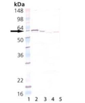 Western Blot: Protein Disulfide Isomerase/P4HB Antibody [NBP1-97470]