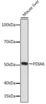 Western Blot: PDIA6 Antibody (2Q1L1) [NBP3-16365]