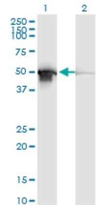 Western Blot: PDIA6 Antibody (3B4) [H00010130-M04]