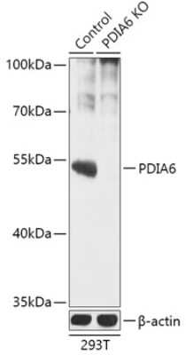 Knockout Validated: PDIA6 Antibody - Azide and BSA Free [NBP3-03564]