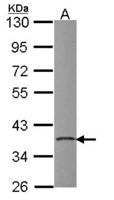 Western Blot: PDIK1L Antibody [NBP2-19751]