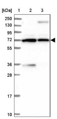 Western Blot: PDILT Antibody [NBP1-80933]