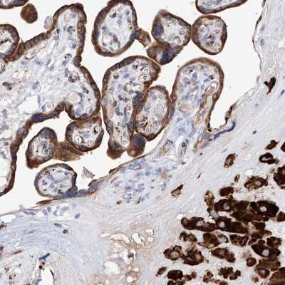 Immunohistochemistry-Paraffin: PDIR Antibody [NBP1-92250]