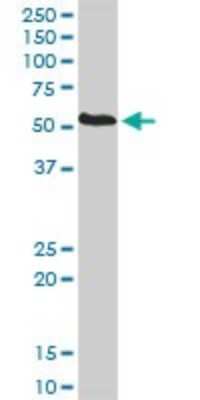 Western Blot: PDIR Antibody [H00010954-D01P]