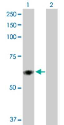 Western Blot: PDIR Antibody [H00010954-D01P]