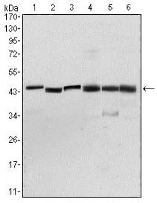 Western Blot: Pyruvate Dehydrogenase Kinase 1/PDK1 Antibody (4A11)BSA Free [NBP2-22171]