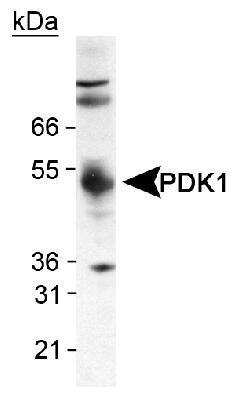 Western Blot: Pyruvate Dehydrogenase Kinase 1/PDK1 Antibody [NB100-2383]