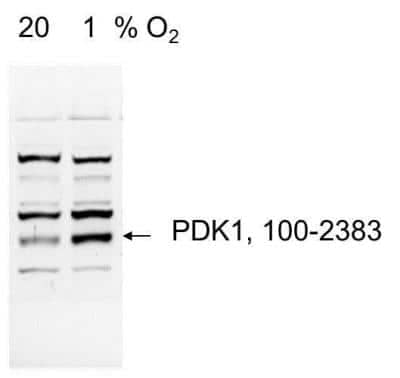 Western Blot: Pyruvate Dehydrogenase Kinase 1/PDK1 Antibody [NB100-2383]