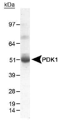 Western Blot: Pyruvate Dehydrogenase Kinase 1/PDK1 Antibody [NB100-2384]