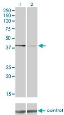Western Blot: PDK2 Antibody (2G1) [H00005164-M01]