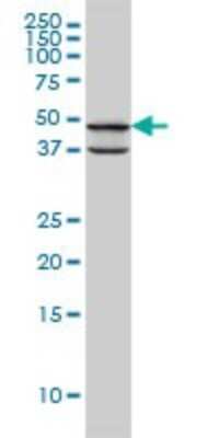 Western Blot: PDK3 Antibody (2B11) [H00005165-M01]