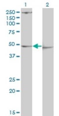 Western Blot: PDK3 Antibody (2B11) [H00005165-M01]