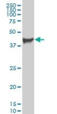 Western Blot: PDK3 Antibody (3A1) [H00005165-M02]