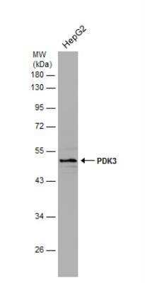 Western Blot: PDK3 Antibody [NBP1-32581]