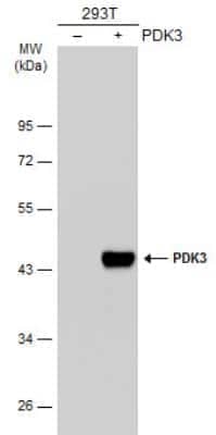 Western Blot: PDK3 Antibody [NBP1-32581]