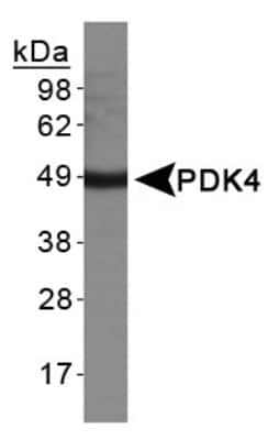 Western Blot: PDK4 AntibodyBSA Free [NBP1-07047]