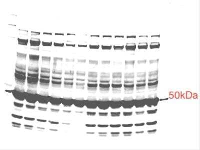 Western Blot: PDK4 AntibodyBSA Free [NBP1-07047]