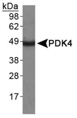 Western Blot: PDK4 AntibodyBSA Free [NBP1-07049]