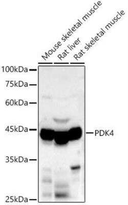 Western Blot: PDK4 AntibodyAzide and BSA Free [NBP2-93829]