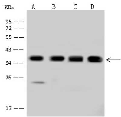 Western Blot: PDLIM1 Antibody [NBP2-98546]