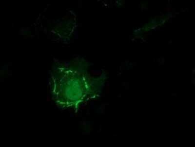 Immunocytochemistry/ Immunofluorescence: PDLIM2 Antibody (OTI11A12) - Azide and BSA Free [NBP2-73311]