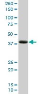 Western Blot: PDLIM2 Antibody [H00064236-B01P]