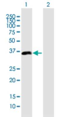 Western Blot: PDLIM2 Antibody [H00064236-B01P]