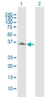 Western Blot: PDLIM2 Antibody [H00064236-D01P]