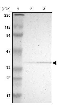 Western Blot: PDLIM2 Antibody [NBP1-85800]