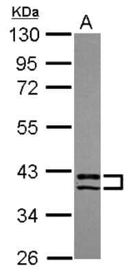 Western Blot: PDLIM2 Antibody [NBP2-19754]