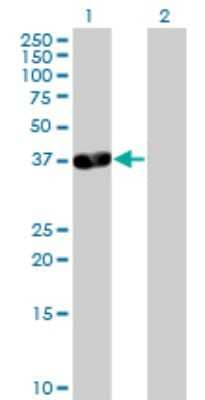 Western Blot: PDLIM3 Antibody [H00027295-B01P]