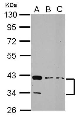 Western Blot: PDLIM3 Antibody [NBP2-19755]
