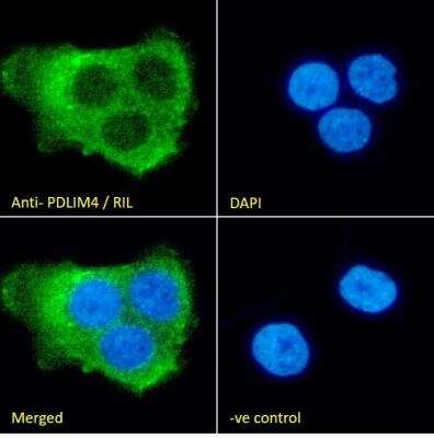 Immunocytochemistry/ Immunofluorescence: PDLIM4 Antibody [NB100-1382]