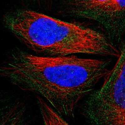 Immunocytochemistry/ Immunofluorescence: PDLIM4 Antibody [NBP1-80833]