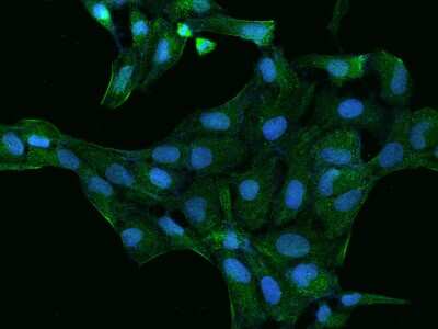 Immunocytochemistry/ Immunofluorescence: PDLIM4 Antibody [NBP2-98063]