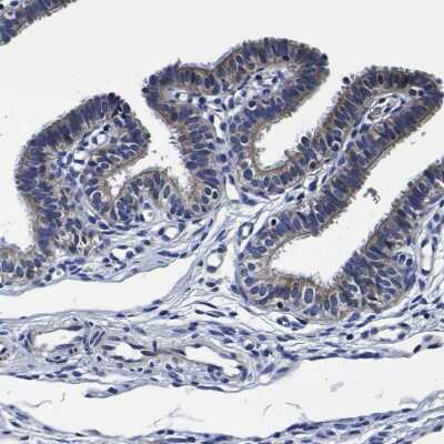 Immunohistochemistry-Paraffin: PDLIM4 Antibody [NBP1-80833]