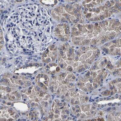 Immunohistochemistry-Paraffin: PDLIM4 Antibody [NBP1-80833]