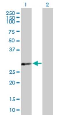 Western Blot: PDLIM4 Antibody [H00008572-B01P]