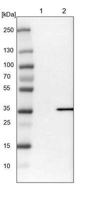 Western Blot: PDLIM4 Antibody [NBP1-80833]
