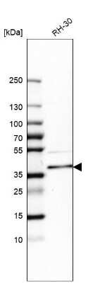 Western Blot: PDLIM4 Antibody [NBP1-80833]