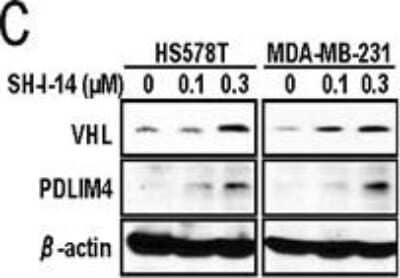 Western Blot: PDLIM4 Antibody [NBP1-80833]